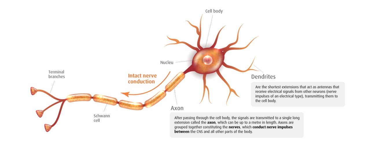 Neuron
